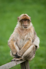 Macaque monkey