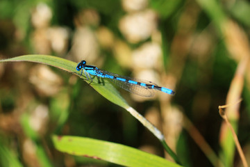 Blue dragonfly close up