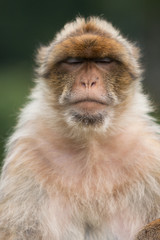 Obraz premium Portrait of macaque