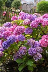 Beautiful hydranges in the garden