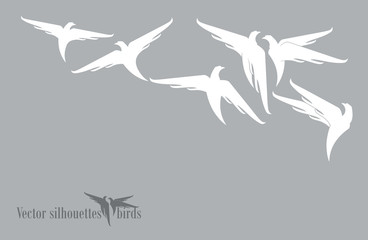 White birds.