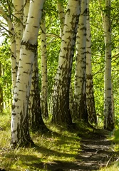  Trail in het bos met berkenbomen © jahmaica
