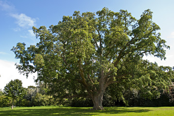 Fototapeta na wymiar Cork Oak Tree