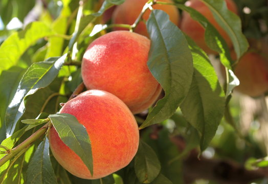 Fresh and ripe  peaches on a branch with green leaves