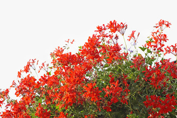 Red geranium on white background - 44802528