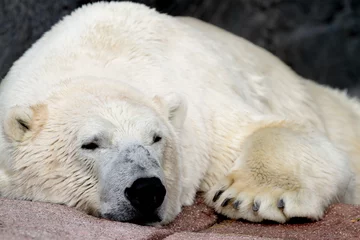 Papier Peint photo autocollant Ours polaire Polar bear ( Ursus maritimus )