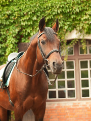 Obraz premium wonderful breed dressage bay stallion front stable