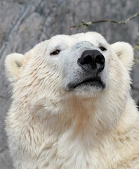 Portrait d& 39 ours polaire. (Ursus maritimus)