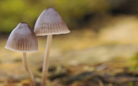 Mycena aetites.