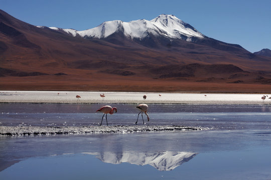 flamingi