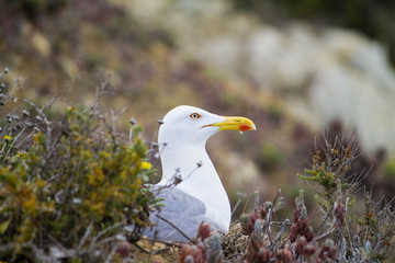 seagull bird in the wild