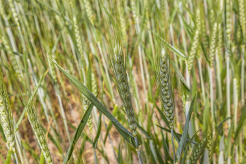 beautiful pattern of green grain in grainfield