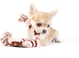 Obraz premium chihuahua puppy with winter striped socks, scarf and hat