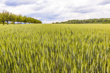 beautiful pattern of green grain in grainfield