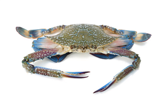 Blue Crab Isolated On White