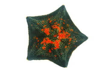 イトマキヒトデ