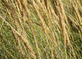Grasses