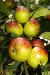 Gesunde Bioäpfel an einem Ast