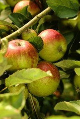 Bioäpfel an einem Ast