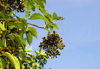 Holunderbeeren