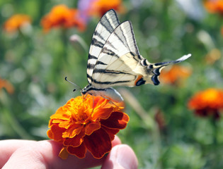 butterfly on marigold flower in human hand