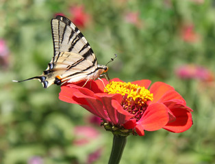 butterfly (Scarce Swallowtail) on flower (zinnia)