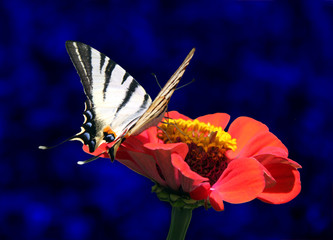 butterfly on red flower over blue background