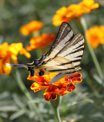 butterfly (Scarce Swallowtail) on marigold flower