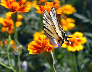 butterfly (Scarce Swallowtail) on flower (marigold )