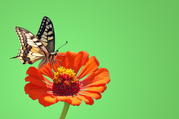butterfly (Machaon) on flower (zinnia)