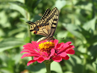 butterfly (Machaon) on flower (red zinnia)