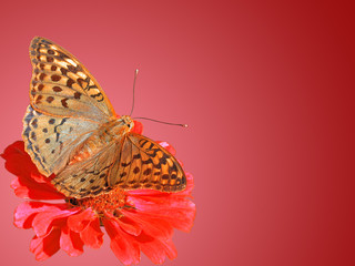 butterfly (Silver-washed Fritillary) on flower