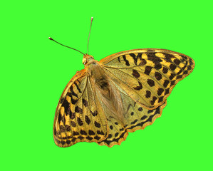 butterfly (Silver-washed Fritillary) over green background