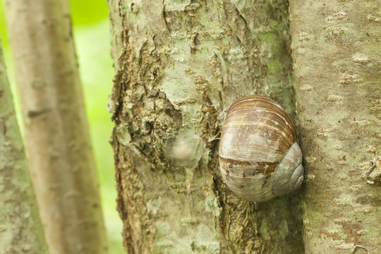 Burgundi snail, Helix pomatia sitting on hazle tree