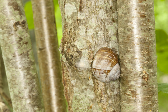 Burgundi snail, Helix pomatia sitting on hazle tree