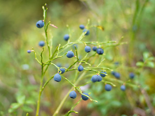 bilberry in the wood