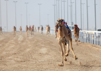 Racing camels in Doha, Qatar, Middle East