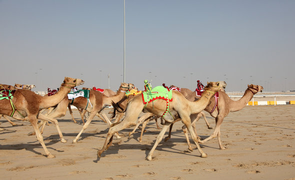 Racing camels in Doha. Qatar, Middle East