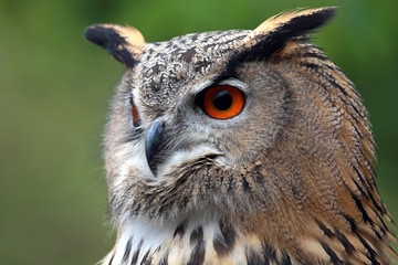 Uhu (Bubo bubo)