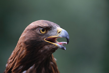 Steinadler (Aquila chrysaetos)