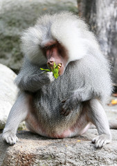 Mantelpavian (Papio hamadryas)