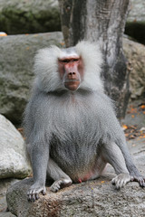 Mantelpavian (Papio hamadryas)