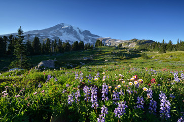 Wildflowers in Paradise, Mt. Rainier National Park