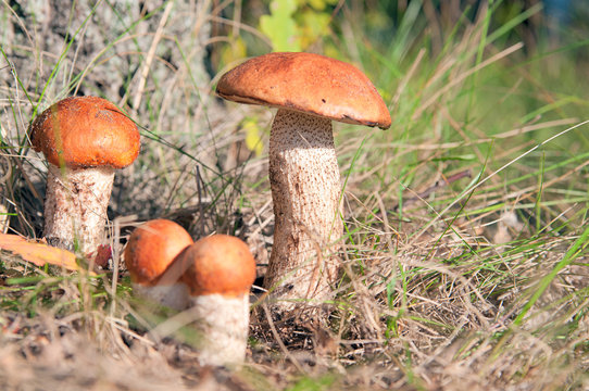 Mushrooms growing on grass.Leccinum aurantiacum