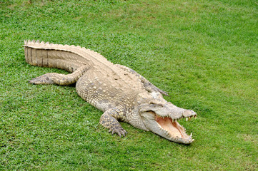 Crocodile