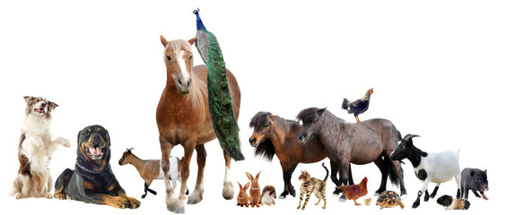 Fototapeta premium farm animals