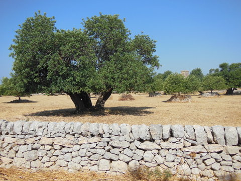 campagna ragusana