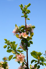 Apple flowers