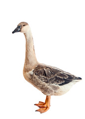 Goose. Close-up. isolated