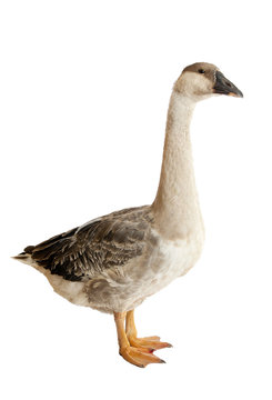 Goose. Close-up. isolated